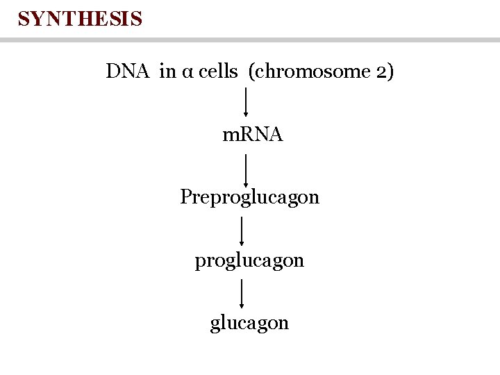 SYNTHESIS DNA in α cells (chromosome 2) m. RNA Preproglucagon 