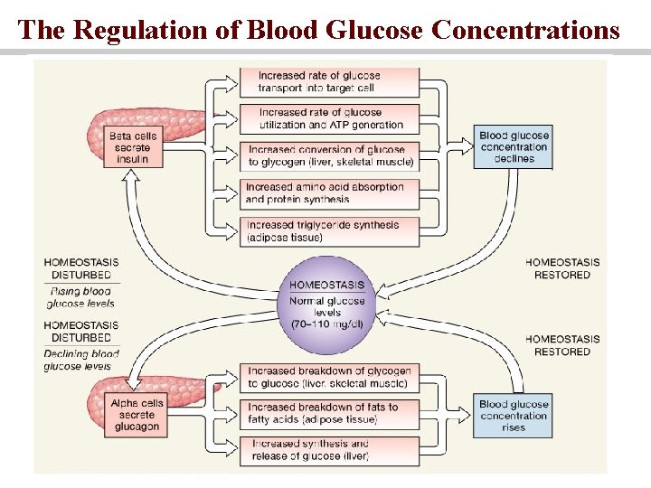 The Regulation of Blood Glucose Concentrations 