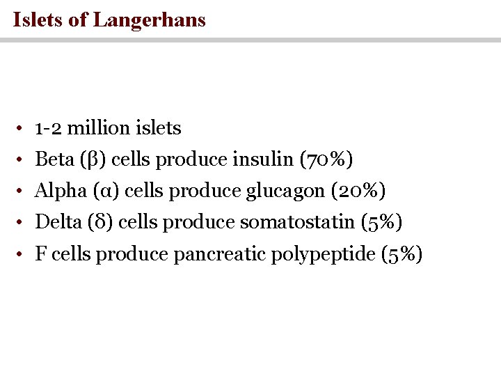 Islets of Langerhans • 1 -2 million islets • Beta (β) cells produce insulin