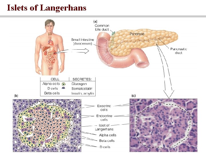 Islets of Langerhans 