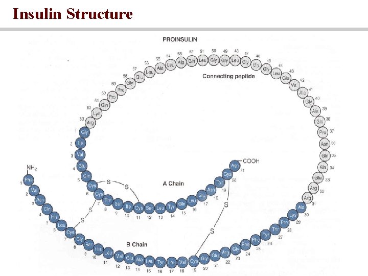 Insulin Structure 