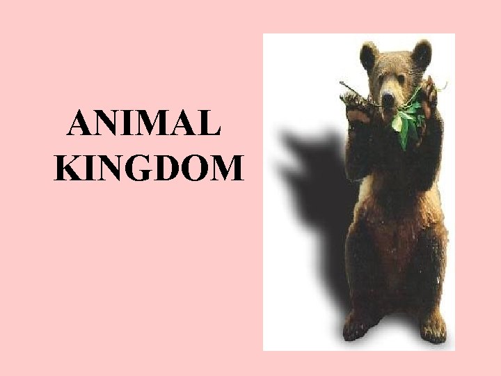 ANIMAL KINGDOM Characteristics of all Animals They are
