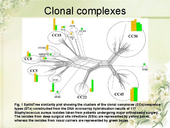 Clonal complexes Fig. 1 Splits. Tree similarity plot showing the clusters of the clonal