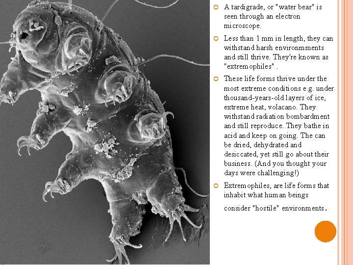  A tardigrade, or "water bear" is seen through an electron microscope. Less than