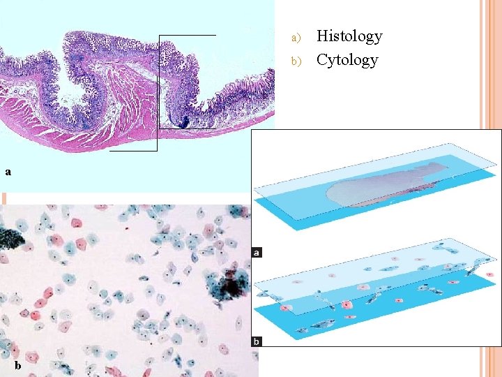 a) b) a b Histology Cytology 