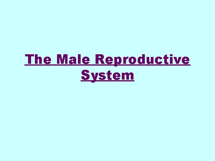 The Male Reproductive System 