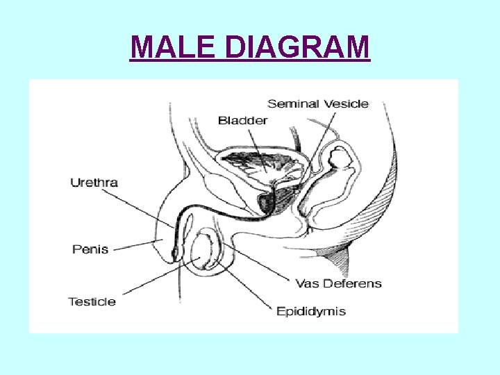 MALE DIAGRAM 