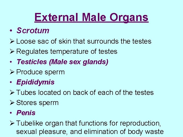 External Male Organs • Scrotum Ø Loose sac of skin that surrounds the testes