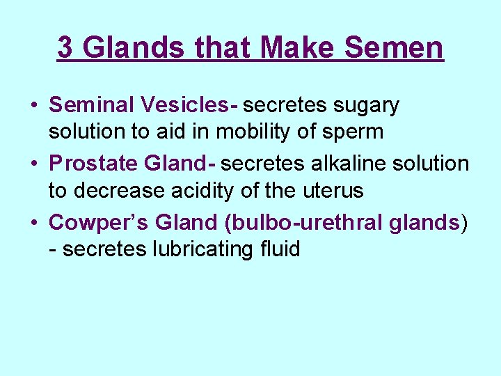 3 Glands that Make Semen • Seminal Vesicles- secretes sugary solution to aid in