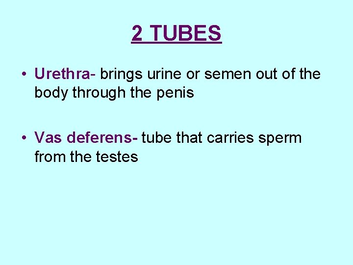 2 TUBES • Urethra- brings urine or semen out of the body through the