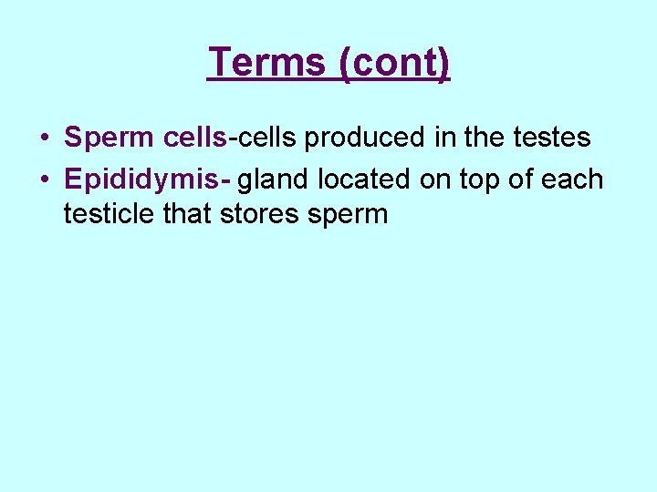 Terms (cont) • Sperm cells-cells produced in the testes • Epididymis- gland located on