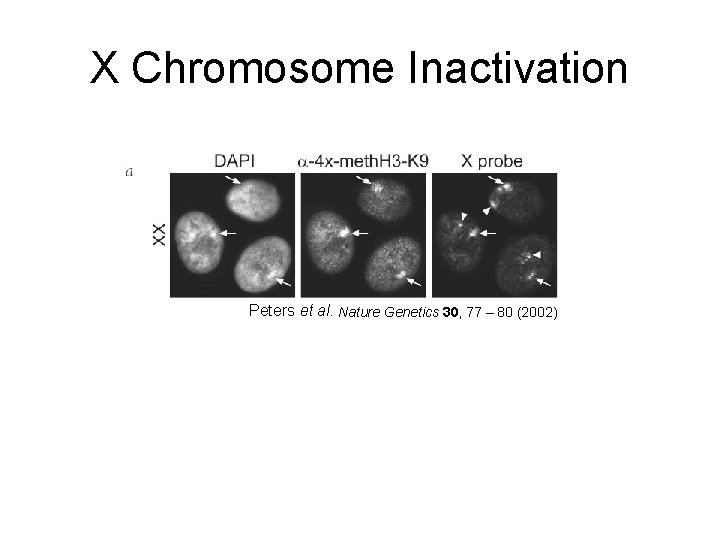 X Chromosome Inactivation Peters et al. Nature Genetics 30, 77 – 80 (2002) 