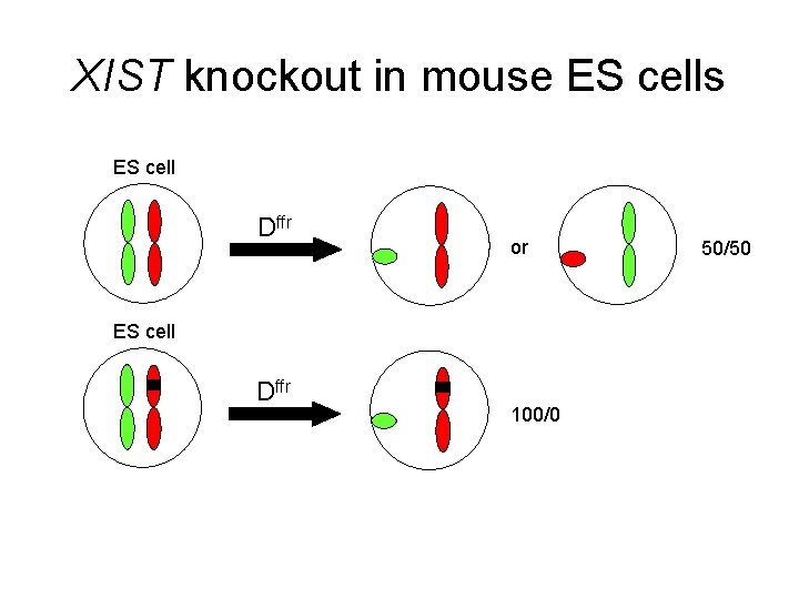 XIST knockout in mouse ES cells ES cell Dffr or ES cell Dffr 100/0