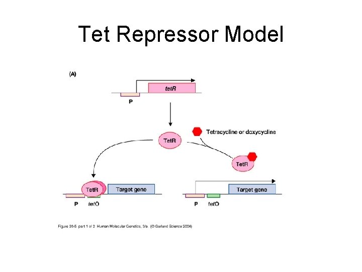 Tet Repressor Model 