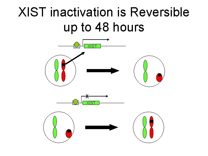 XIST inactivation is Reversible up to 48 hours XIST X XIST 