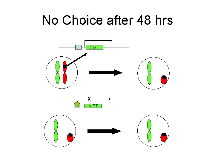 No Choice after 48 hrs XIST X XIST 