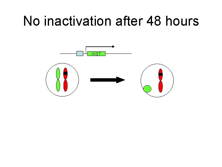 No inactivation after 48 hours XIST 