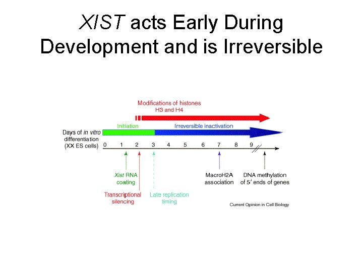XIST acts Early During Development and is Irreversible 