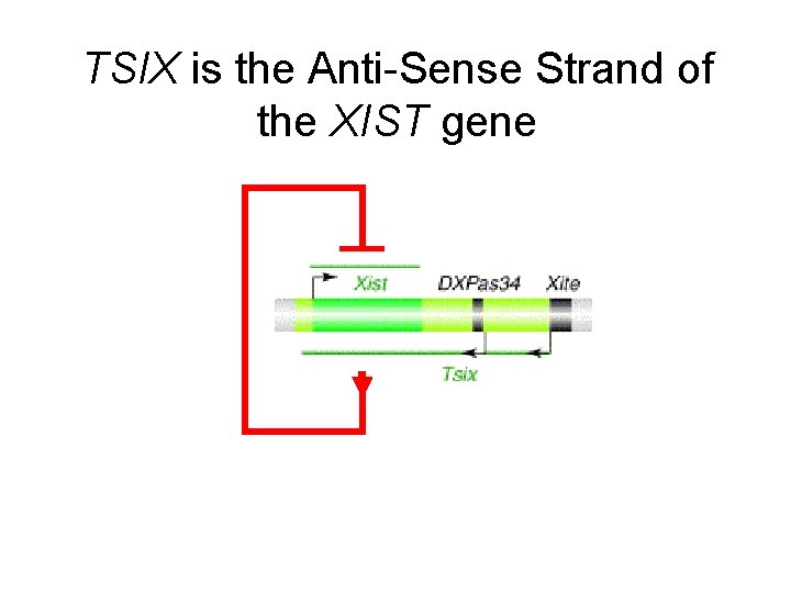 TSIX is the Anti-Sense Strand of the XIST gene 
