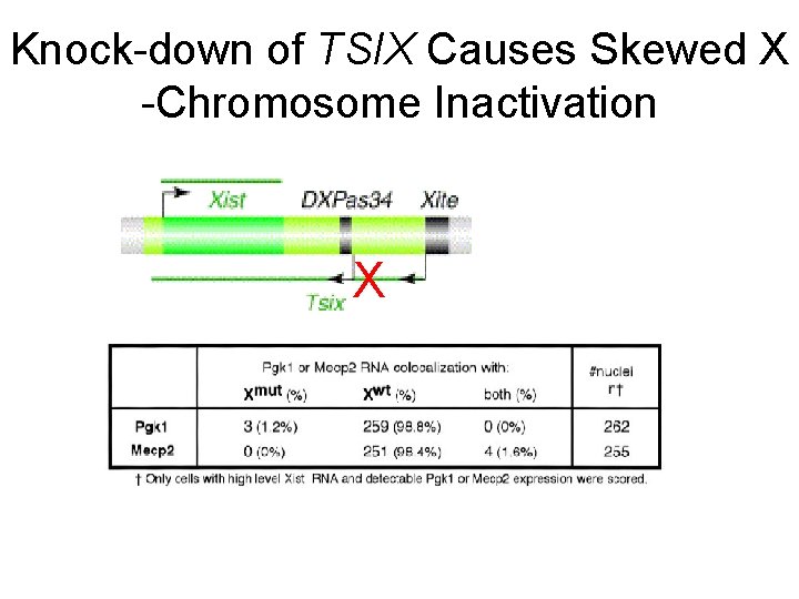 Knock-down of TSIX Causes Skewed X -Chromosome Inactivation X 