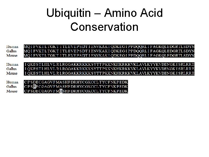 Ubiquitin – Amino Acid Conservation 