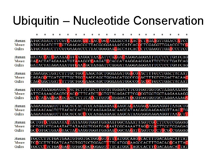 Ubiquitin – Nucleotide Conservation * * * * * 