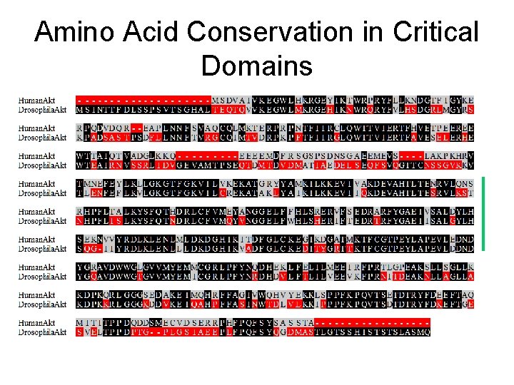 Amino Acid Conservation in Critical Domains 