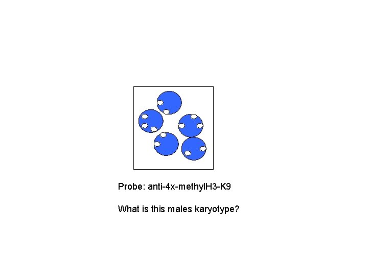 Probe: anti-4 x-methyl. H 3 -K 9 What is this males karyotype? 