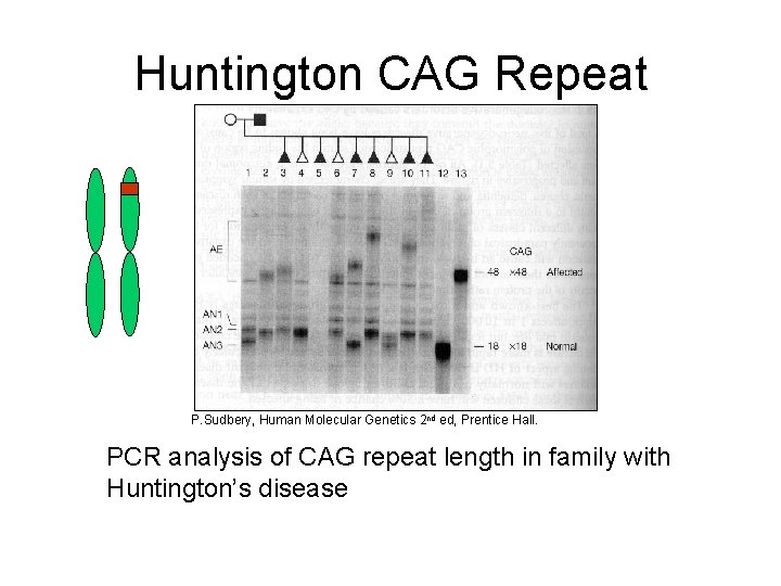 Huntington CAG Repeat P. Sudbery, Human Molecular Genetics 2 nd ed, Prentice Hall. PCR
