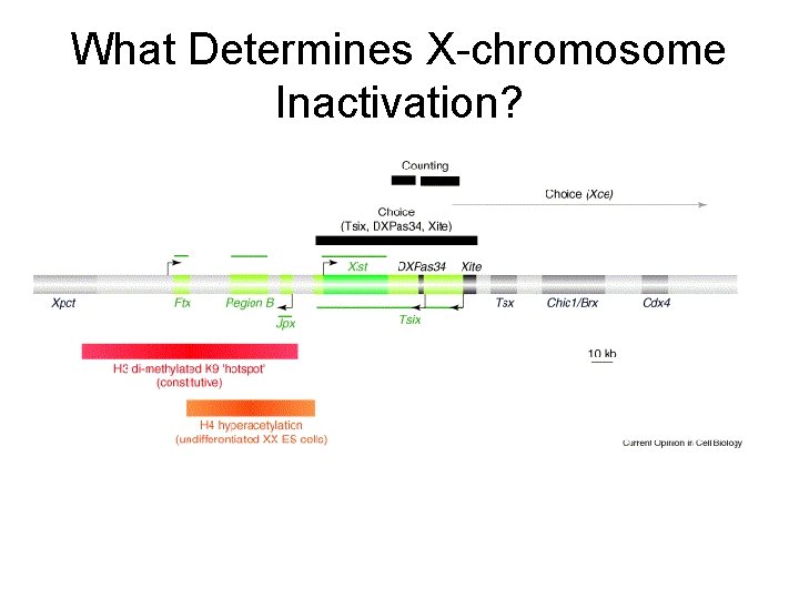 What Determines X-chromosome Inactivation? 