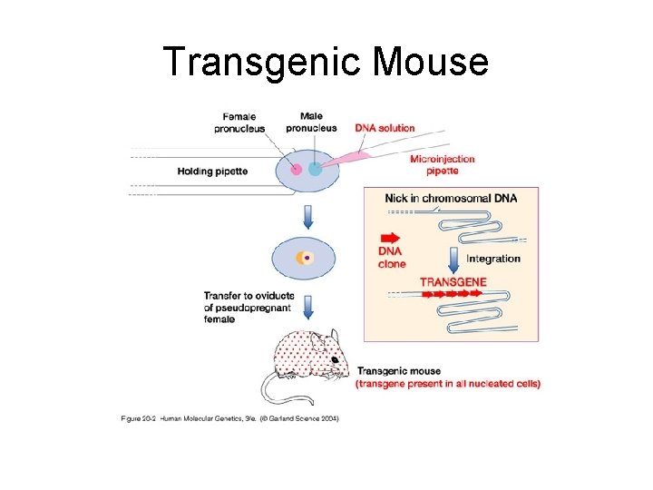 Transgenic Mouse 
