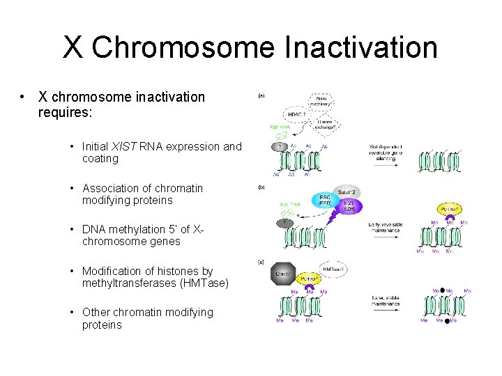 X Chromosome Inactivation • X chromosome inactivation requires: • Initial XIST RNA expression and