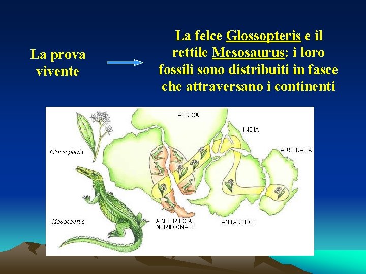 La prova vivente La felce Glossopteris e il rettile Mesosaurus: i loro fossili sono
