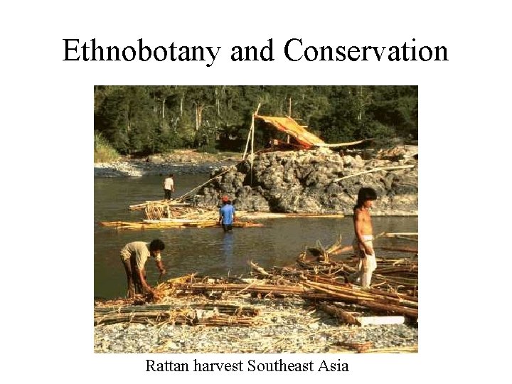 Ethnobotany and Conservation Rattan harvest Southeast Asia 