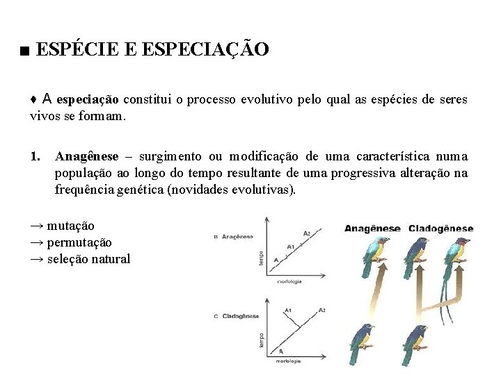 ■ ESPÉCIE E ESPECIAÇÃO ♦ A especiação constitui o processo evolutivo pelo qual as