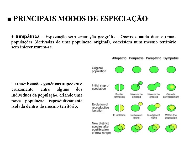 ■ PRINCIPAIS MODOS DE ESPECIAÇÃO ♦ Simpátrica – Especiação sem separação geográfica. Ocorre quando