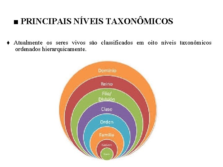 ■ PRINCIPAIS NÍVEIS TAXONÔMICOS ♦ Atualmente os seres vivos são classificados em oito níveis