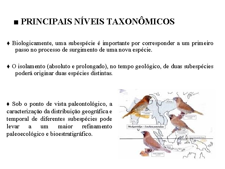 ■ PRINCIPAIS NÍVEIS TAXONÔMICOS ♦ Biologicamente, uma subespécie é importante por corresponder a um