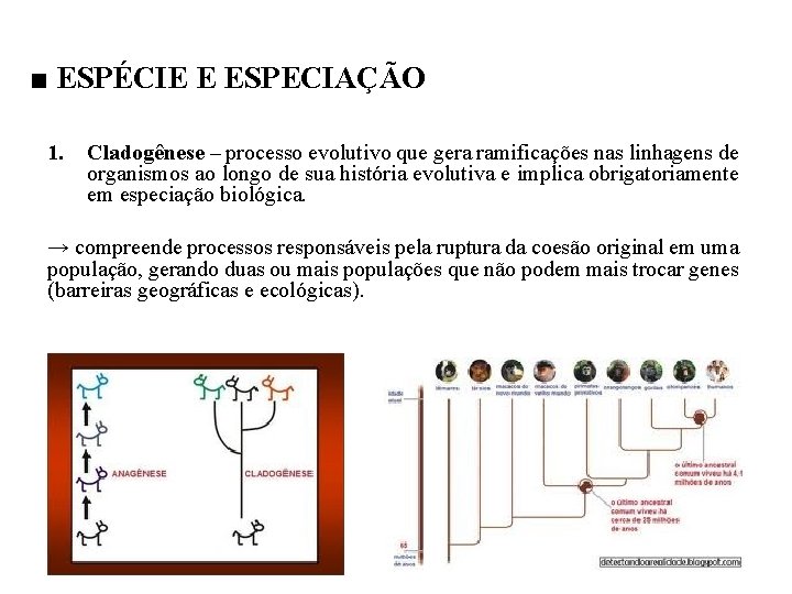 ■ ESPÉCIE E ESPECIAÇÃO 1. Cladogênese – processo evolutivo que gera ramificações nas linhagens