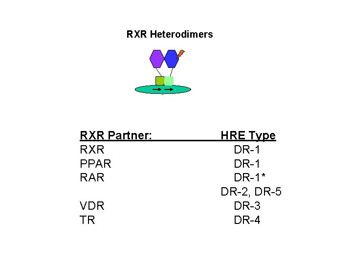 RXR Heterodimers RXR Partner: RXR PPAR RAR VDR TR HRE Type DR-1* DR-2, DR-5