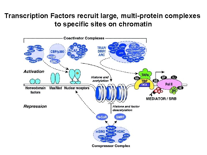 Transcription Factors recruit large, multi-protein complexes to specific sites on chromatin 