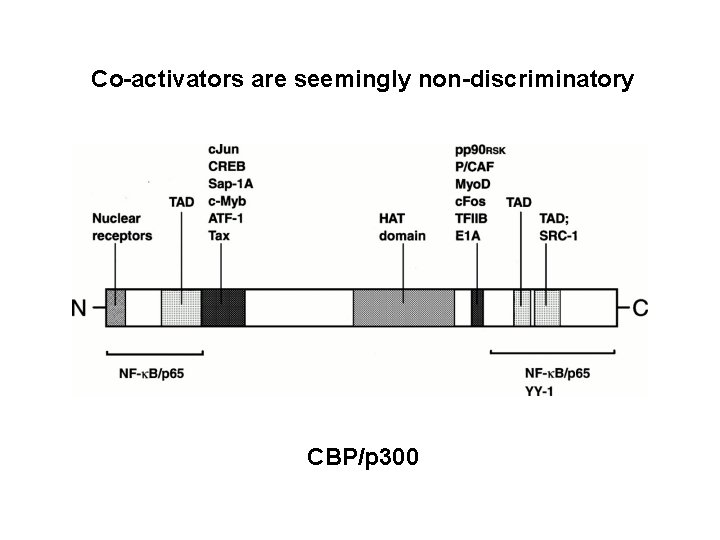 Co-activators are seemingly non-discriminatory CBP/p 300 