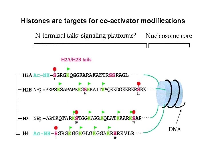 Histones are targets for co-activator modifications 