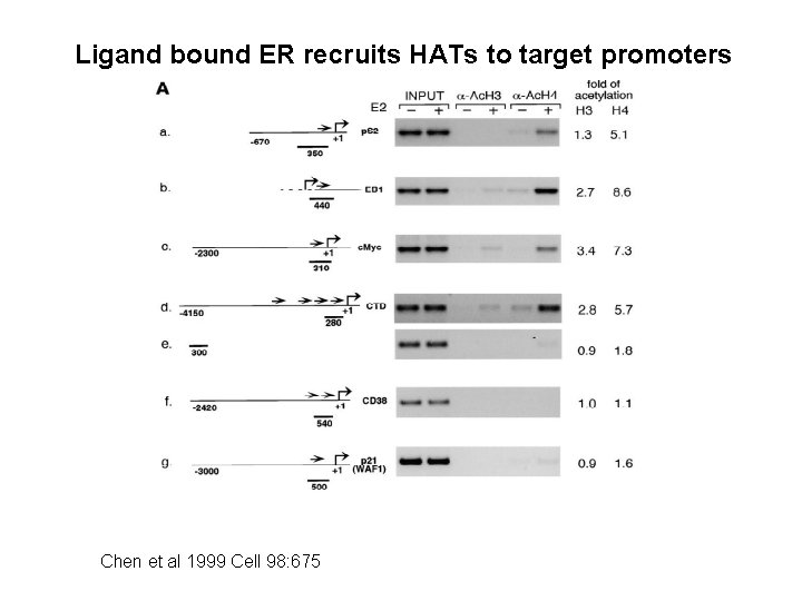 Ligand bound ER recruits HATs to target promoters Chen et al 1999 Cell 98: