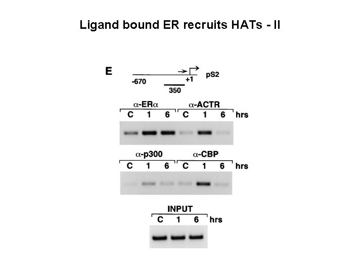 Ligand bound ER recruits HATs - II 