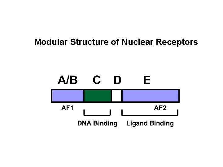 Modular Structure of Nuclear Receptors 