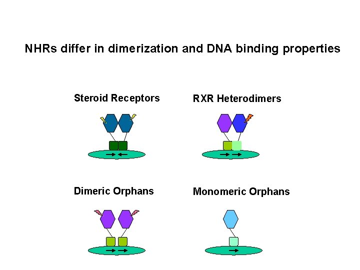 NHRs differ in dimerization and DNA binding properties Steroid Receptors RXR Heterodimers Dimeric Orphans