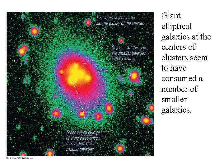 Giant elliptical galaxies at the centers of clusters seem to have consumed a number