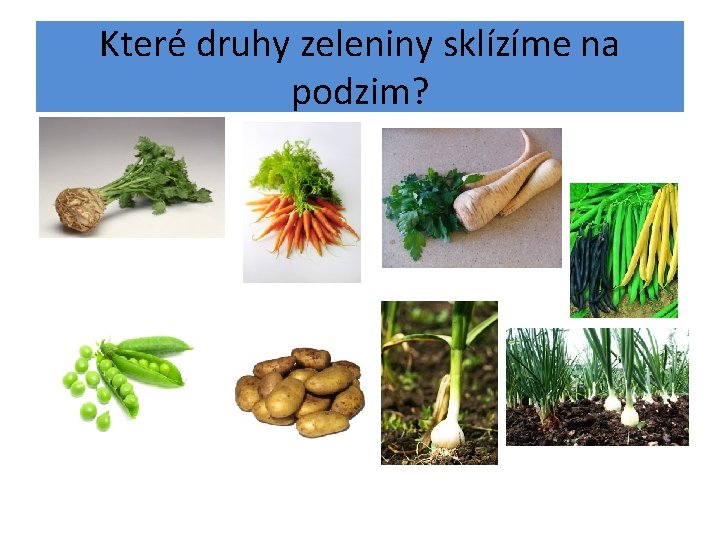 Které druhy zeleniny sklízíme na podzim? 