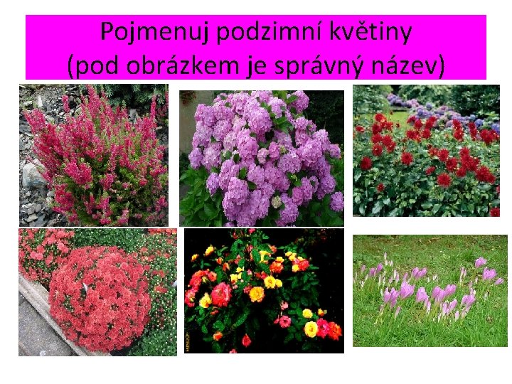 Pojmenuj podzimní květiny (pod obrázkem je správný název) • Vřes hortenzie jiřiny • Chryzantény